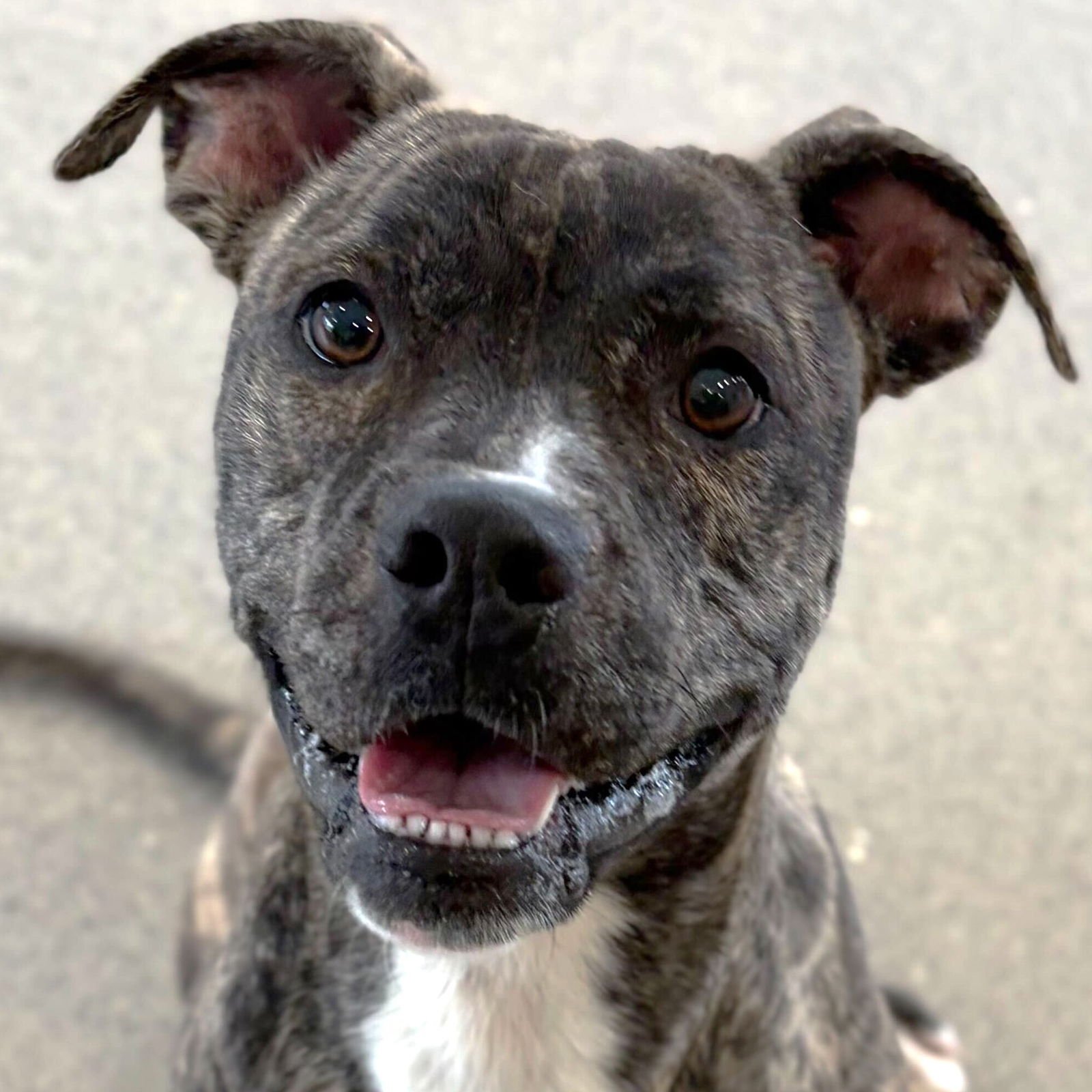 CHICKEN - Terrier available for adoption