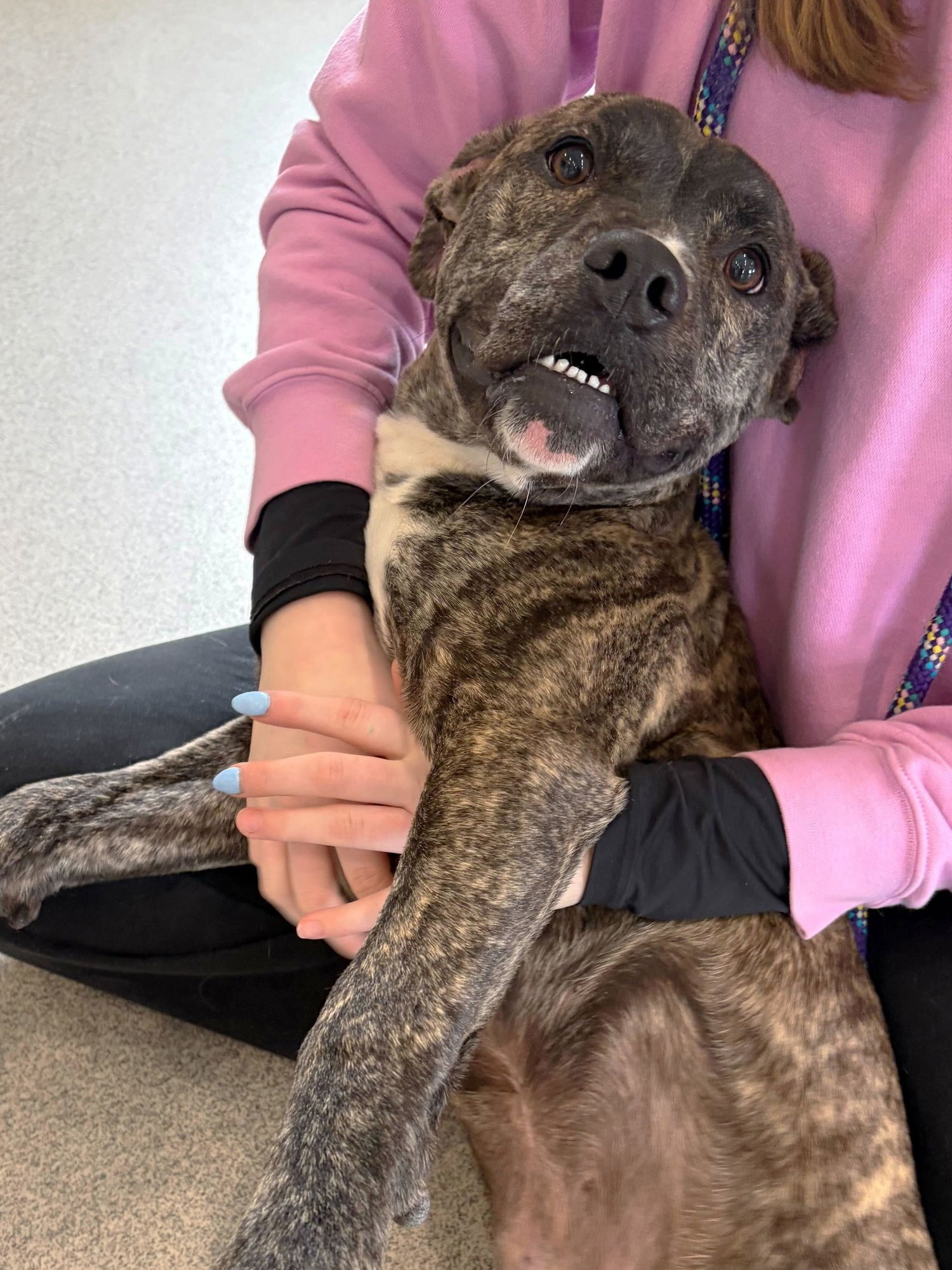 CHICKEN - Terrier available for adoption