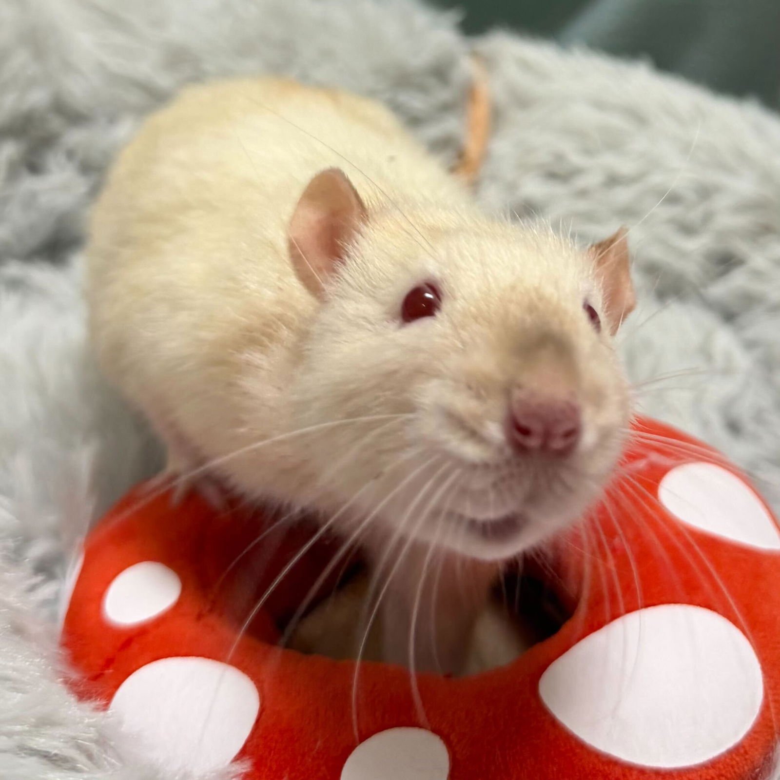 GIZMO - Rat available for adoption
