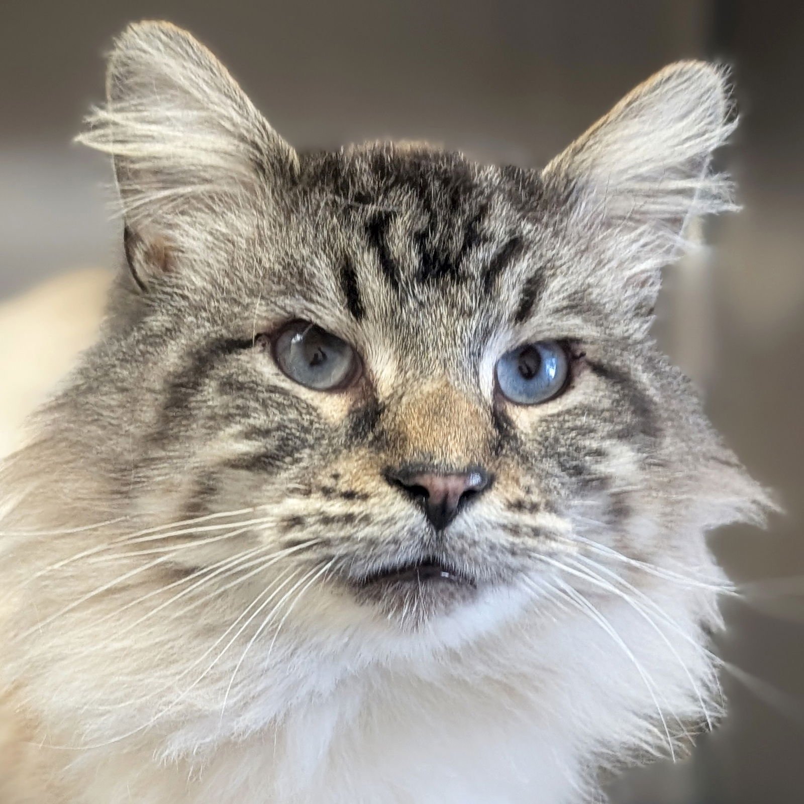 ENCHILADA - Domestic Long Hair / Siamese available for adoption