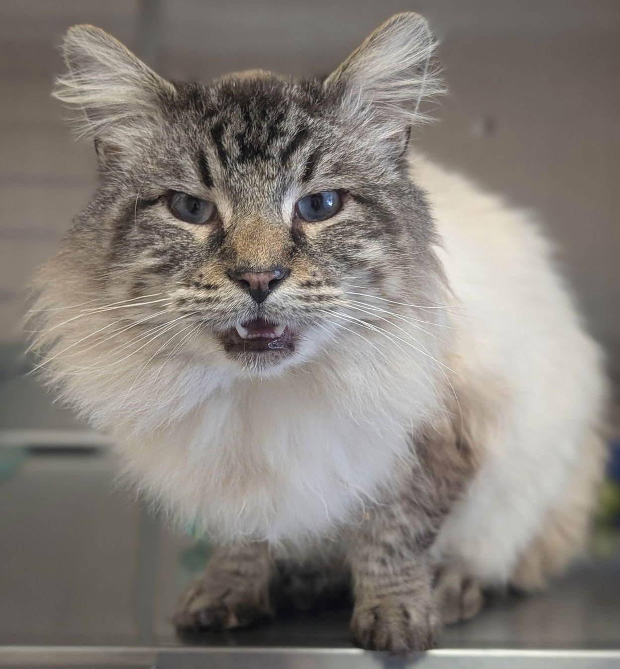 ENCHILADA - Domestic Long Hair / Siamese available for adoption