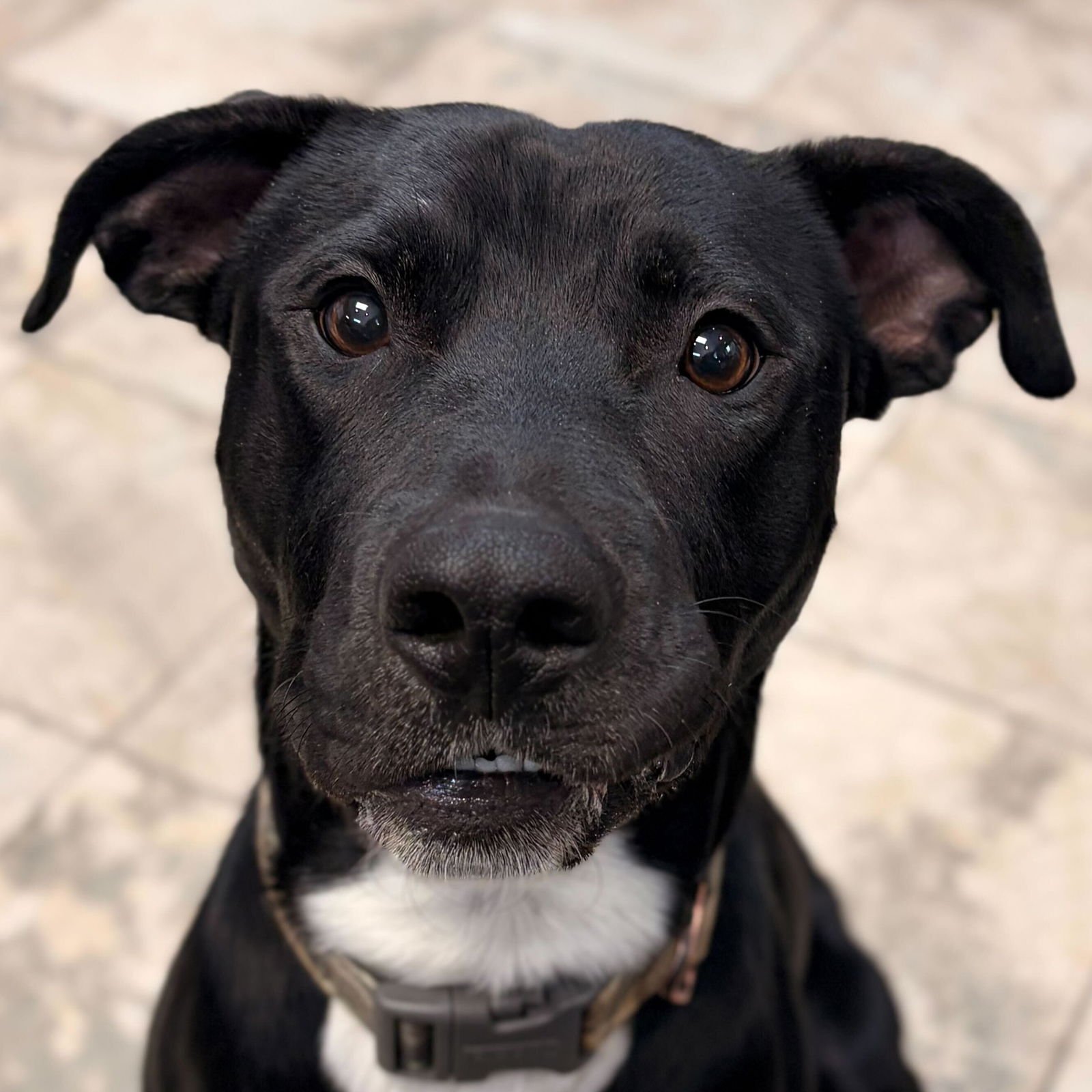 FREDRICK - ADOPTION FEE PAID! - Pit Bull Terrier available for adoption