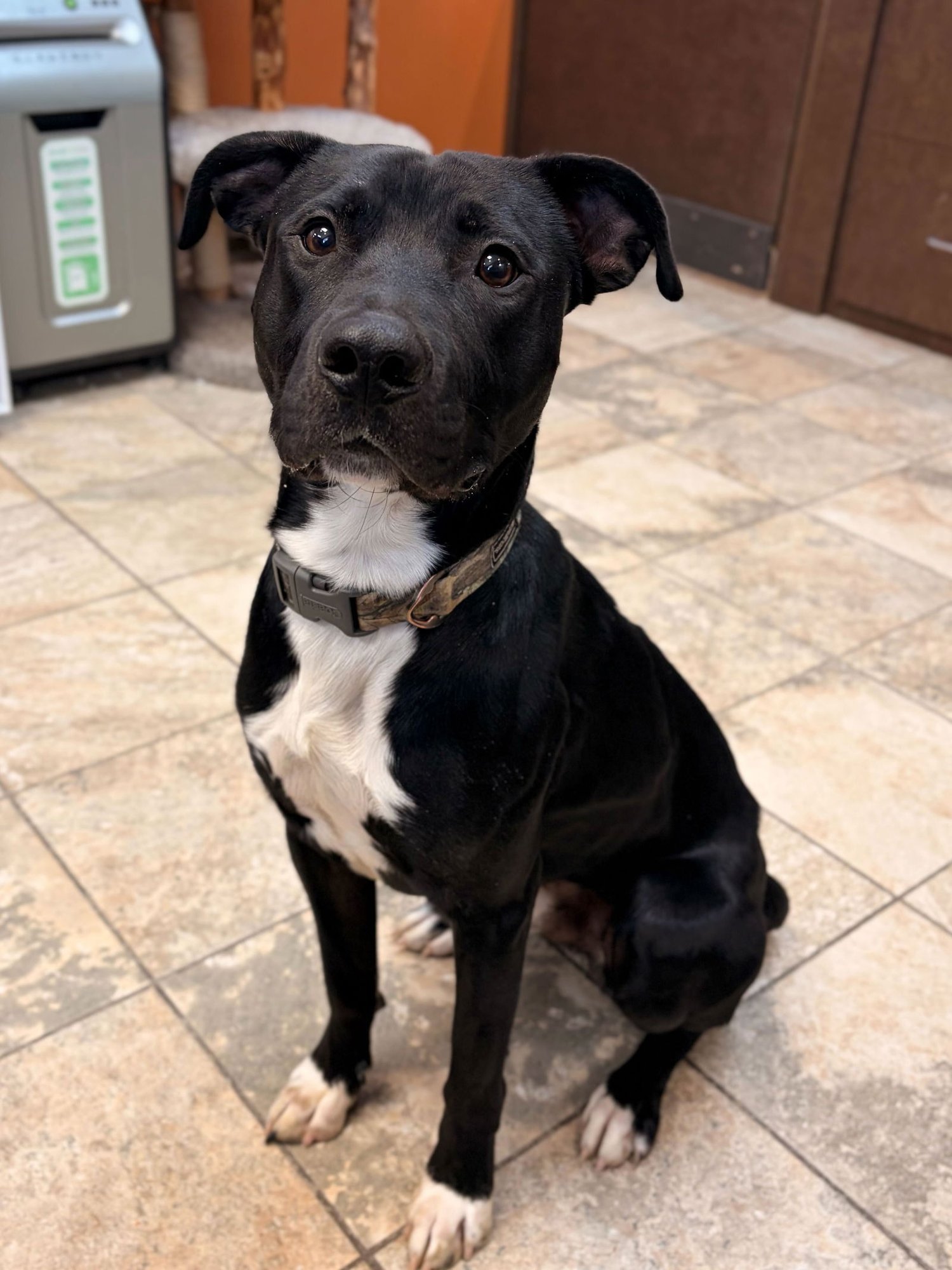 FREDRICK - ADOPTION FEE PAID! - Pit Bull Terrier available for adoption