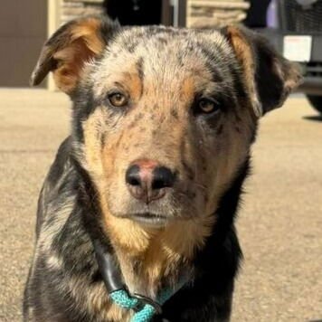 HEATH - Hound available for adoption