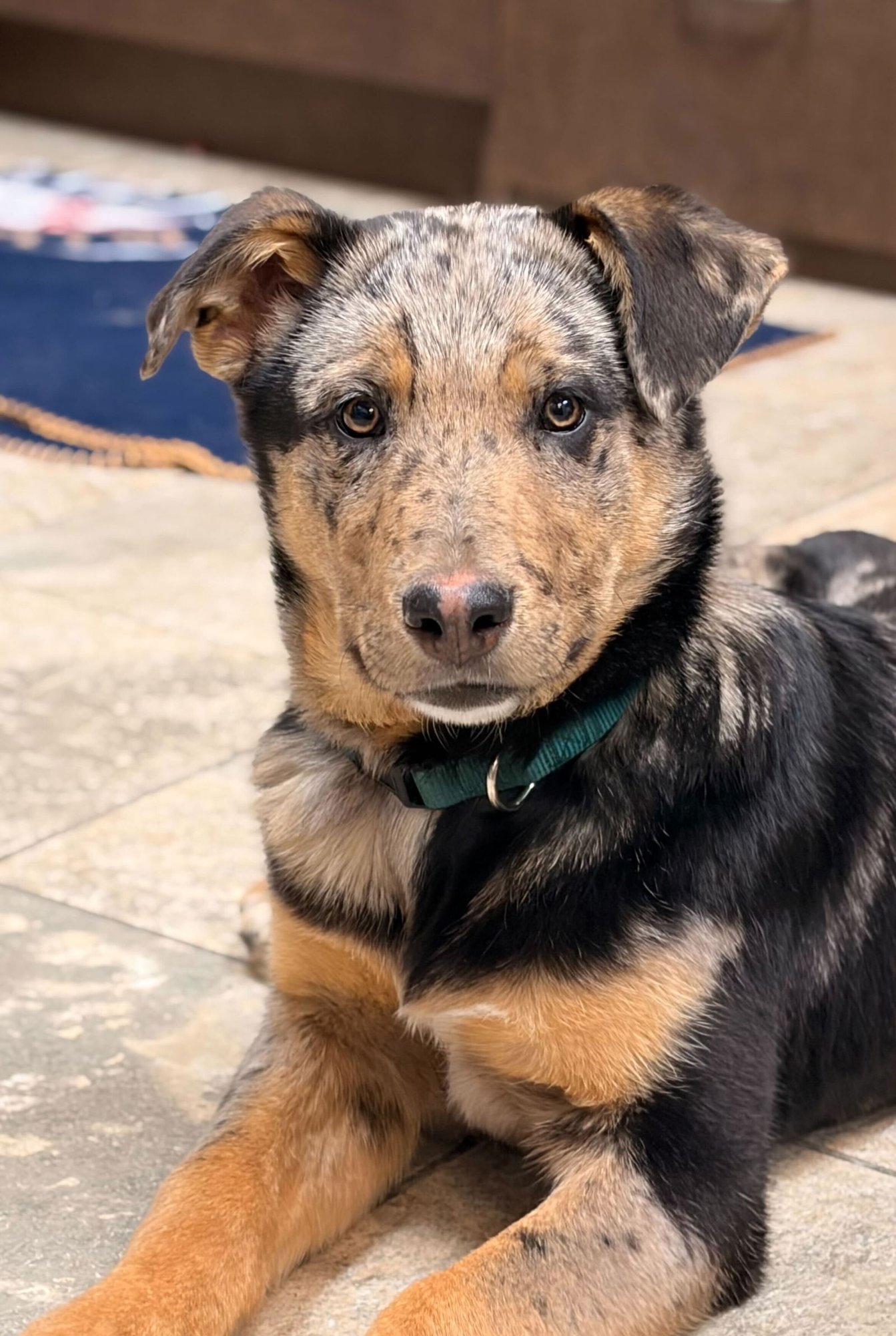 HEATH - Hound available for adoption