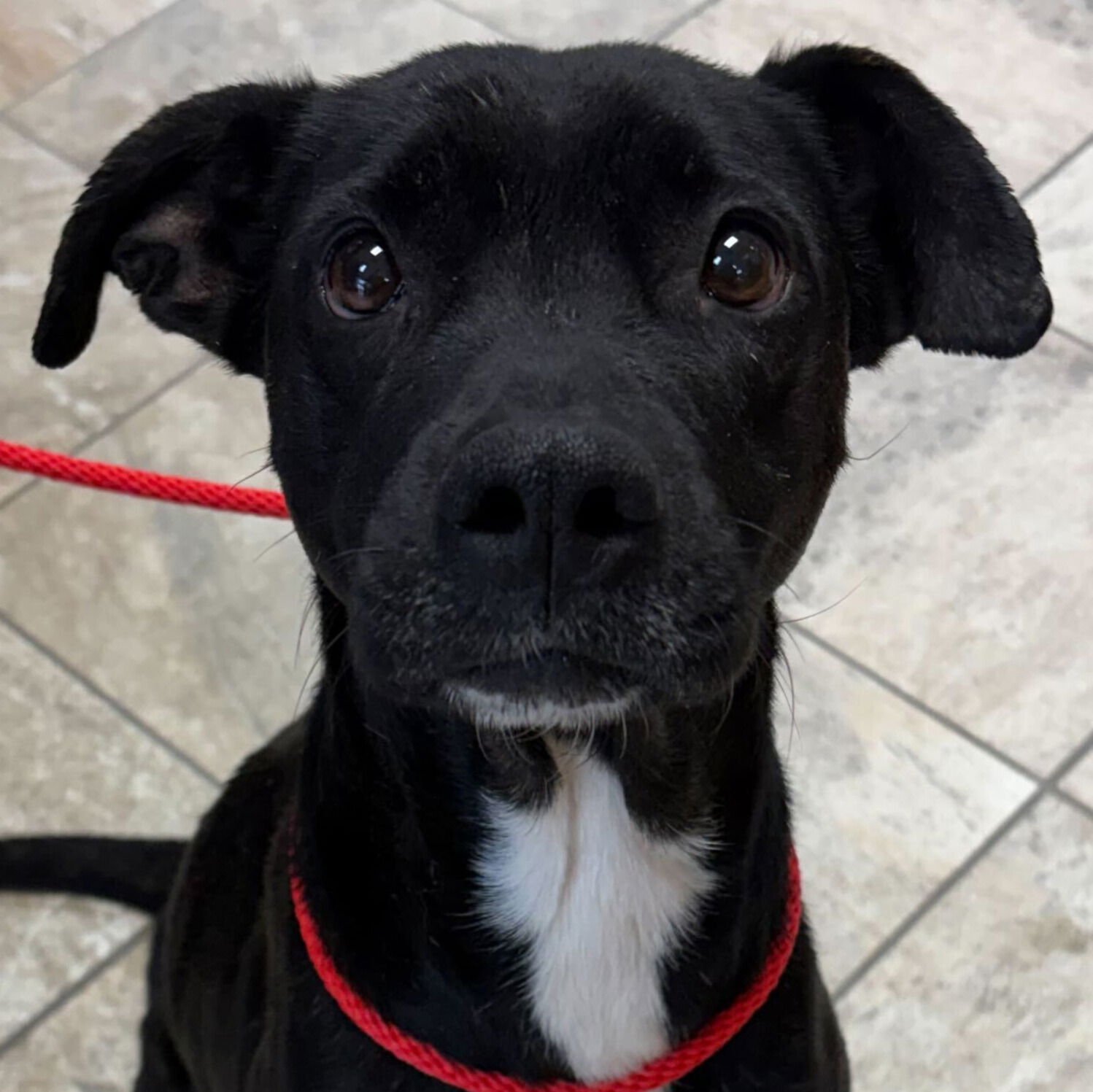 NELLIE - IN FOSTER! - Labrador Retriever available for adoption