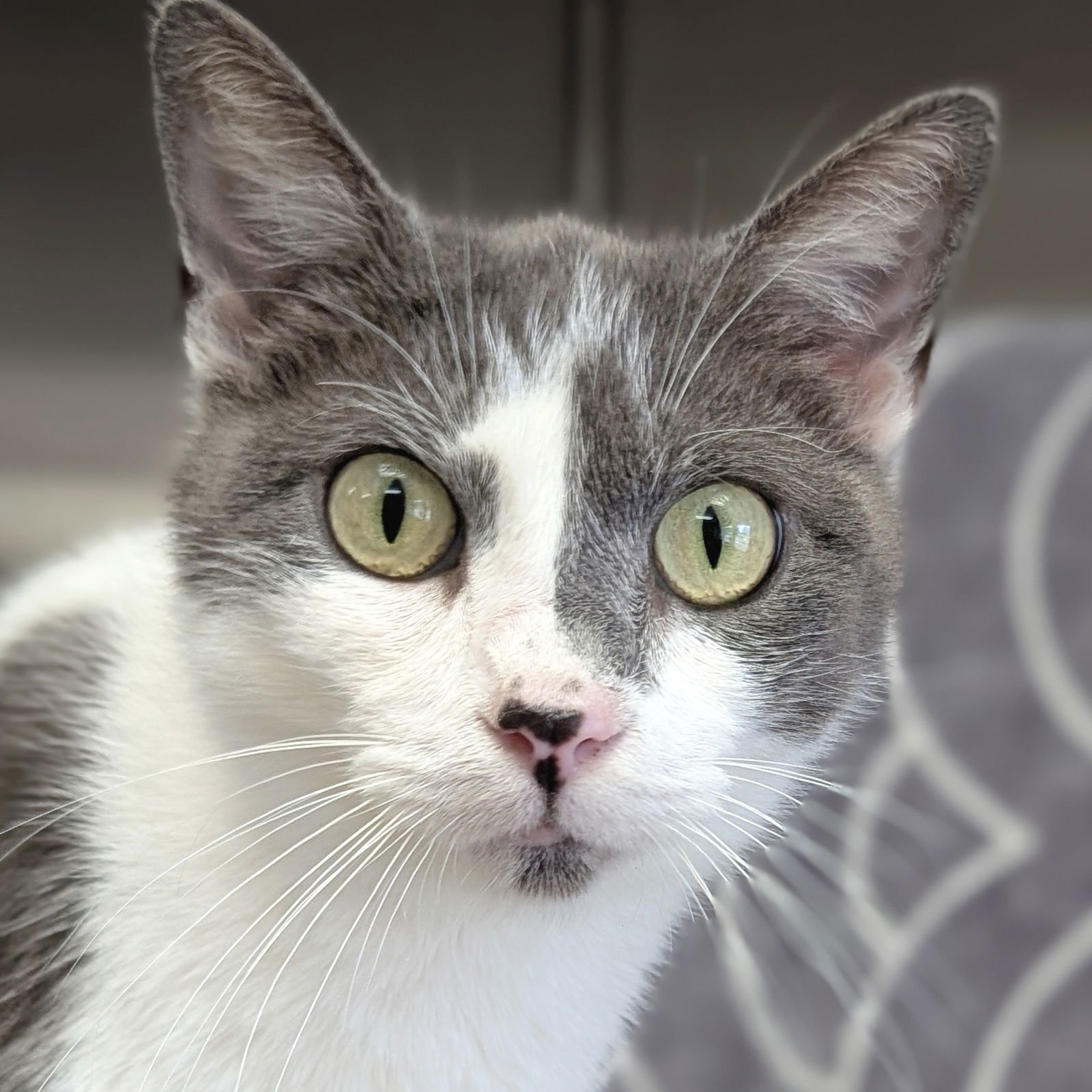 FESTIVUS - ADOPTION FEE PAID! - Domestic Short Hair available for adoption