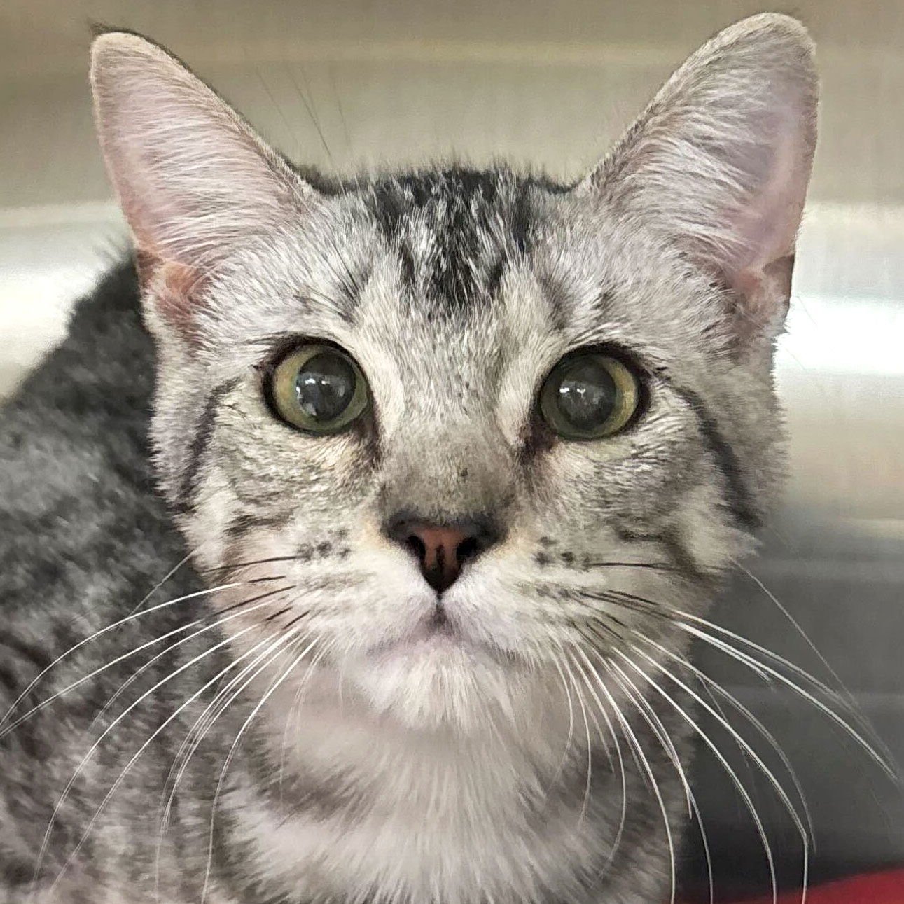 SILVER SURFER - Domestic Short Hair available for adoption