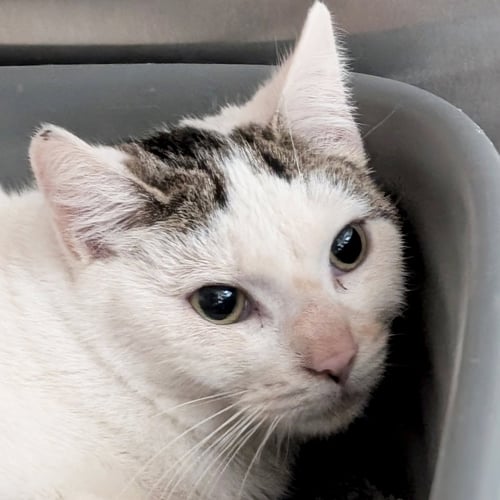 POPSICLE - WORKING CAT! - Domestic Short Hair available for adoption