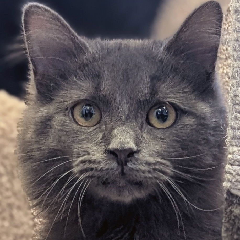 GRUB - Domestic Medium Hair available for adoption