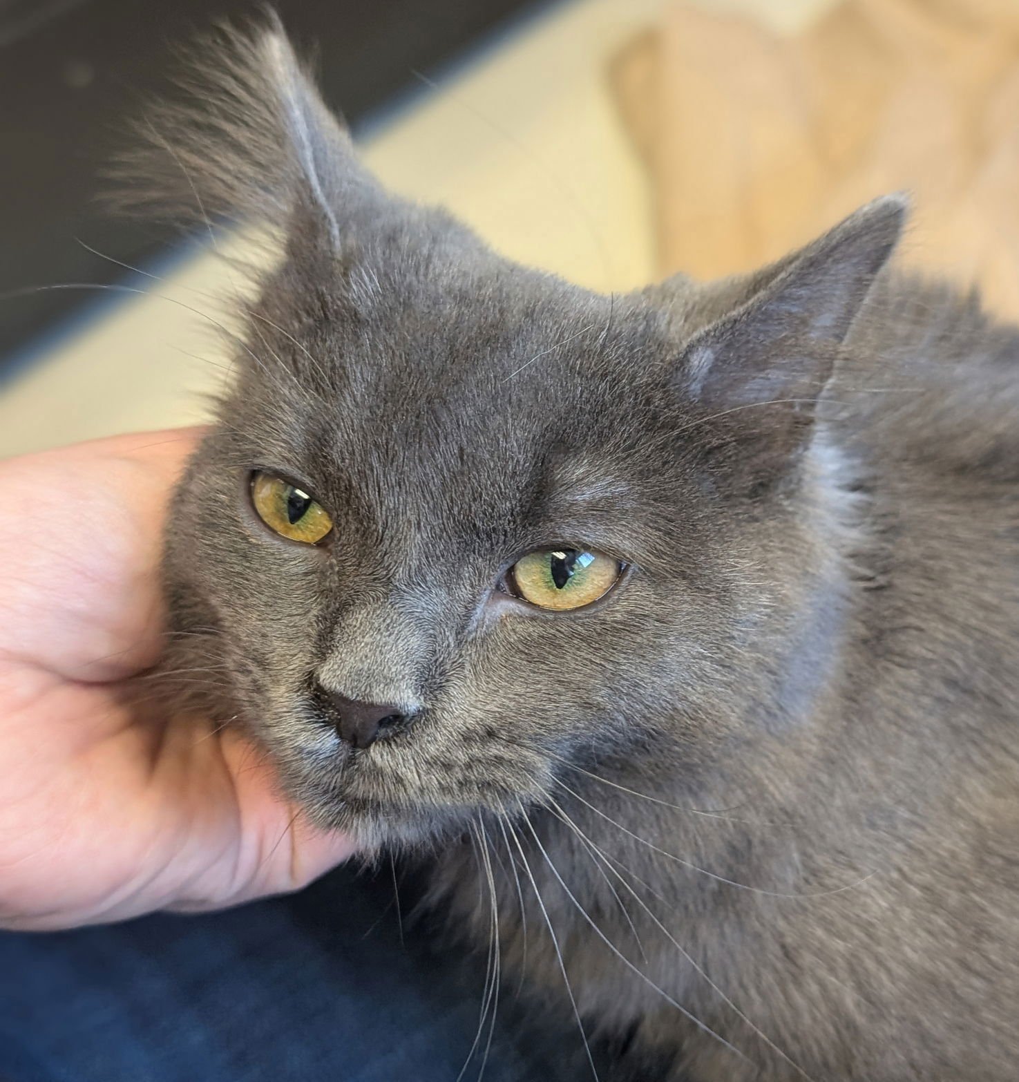 GRUB - Domestic Medium Hair available for adoption