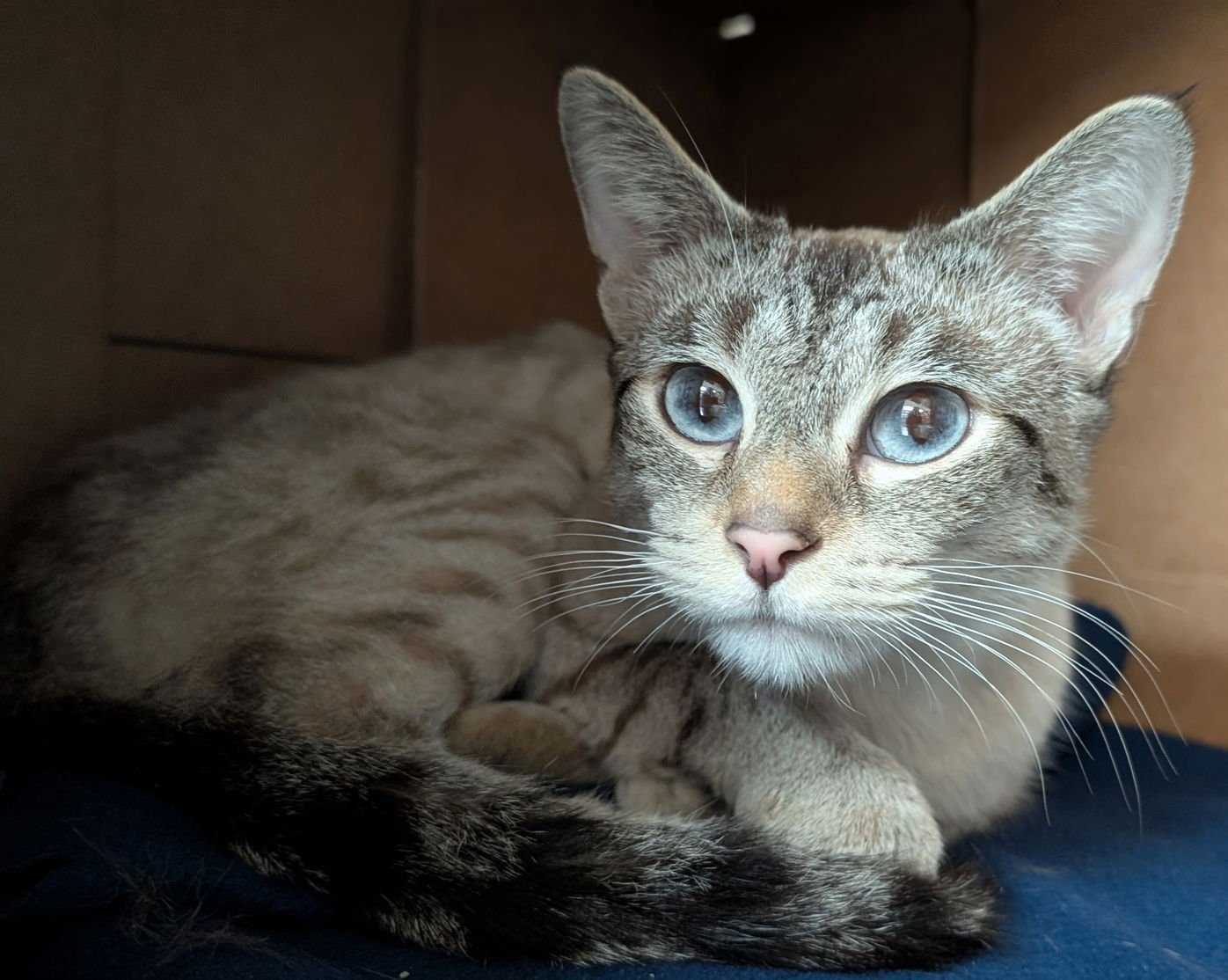 PEARL - Domestic Short Hair / Siamese available for adoption
