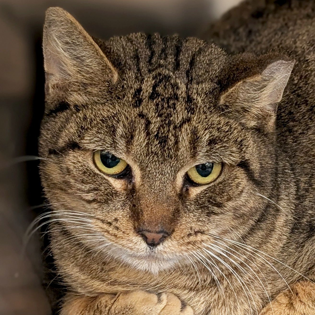 SHORE - WORKING CAT! - Domestic Short Hair available for adoption