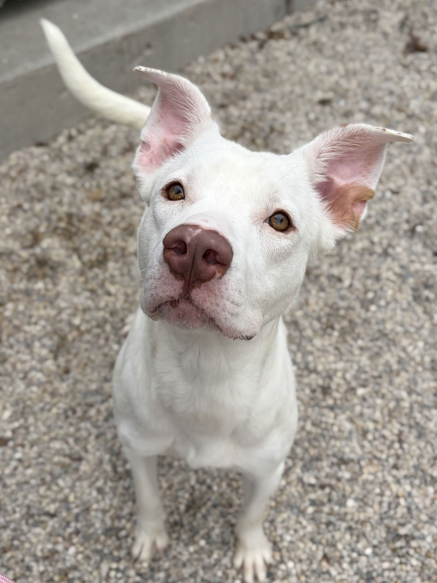 CLEOPATRA - Terrier available for adoption