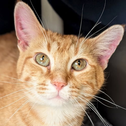 STETSIN - Domestic Short Hair available for adoption