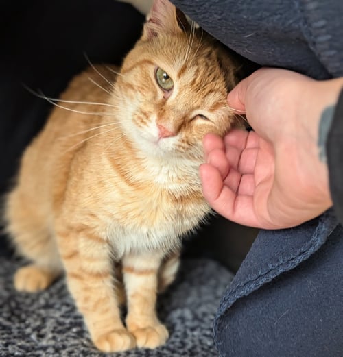 STETSIN - Domestic Short Hair available for adoption