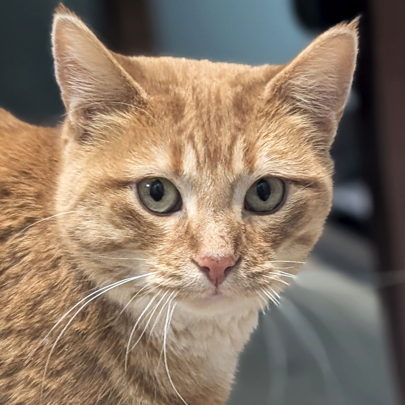 MAZIE - Domestic Short Hair available for adoption