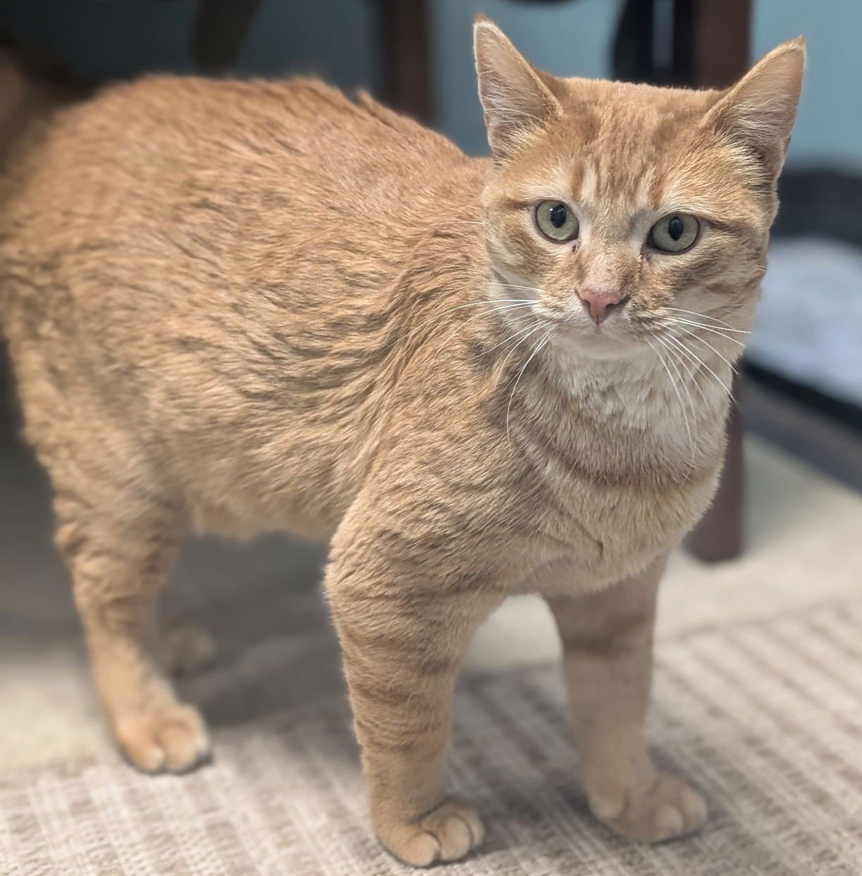 MAZIE - Domestic Short Hair available for adoption