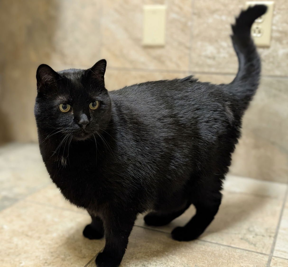 VEEKI FURNANDO - Domestic Short Hair available for adoption