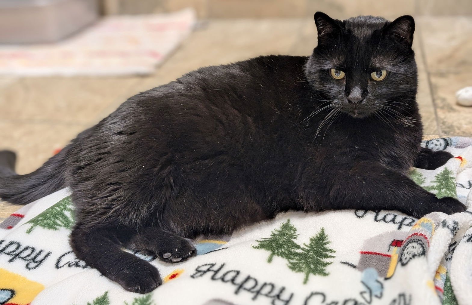 Veeki Furnando - Photo 4