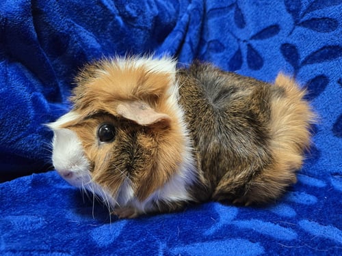 PAPER CLIP - NAME YOUR OWN ADOPTION FEE! - Guinea Pig available for adoption