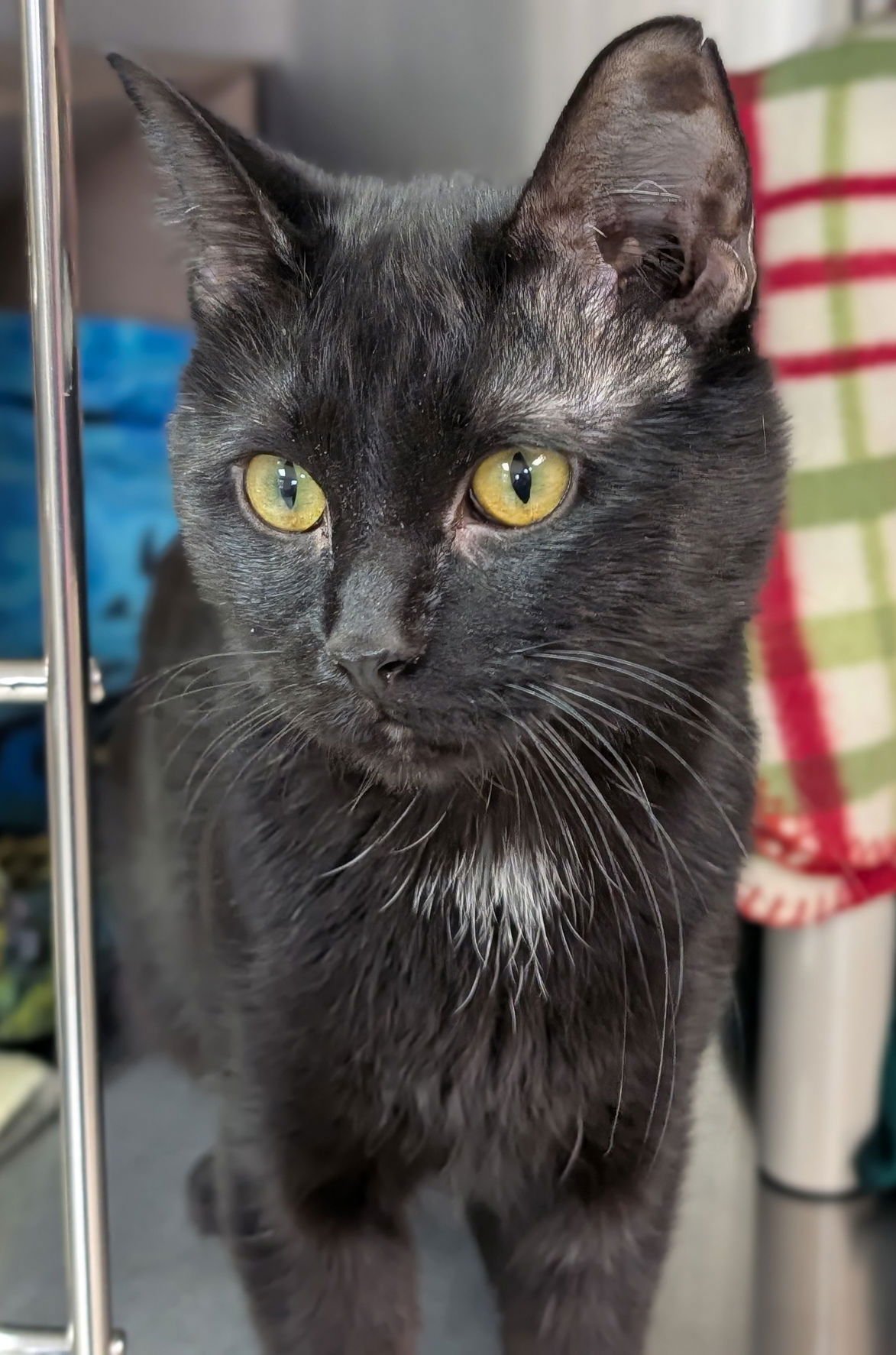 MIKEY - Domestic Short Hair available for adoption