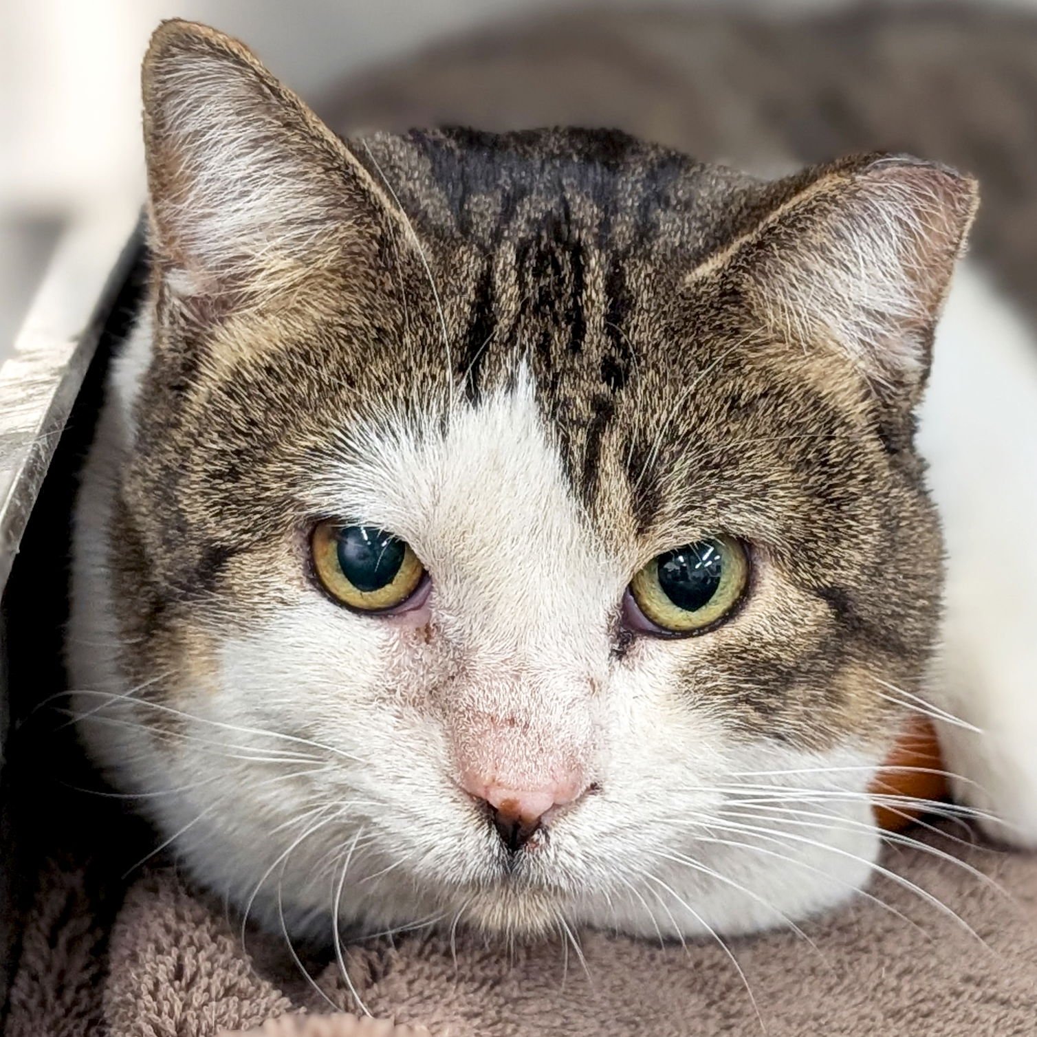 WOODY - WORKING CAT! - Domestic Short Hair available for adoption