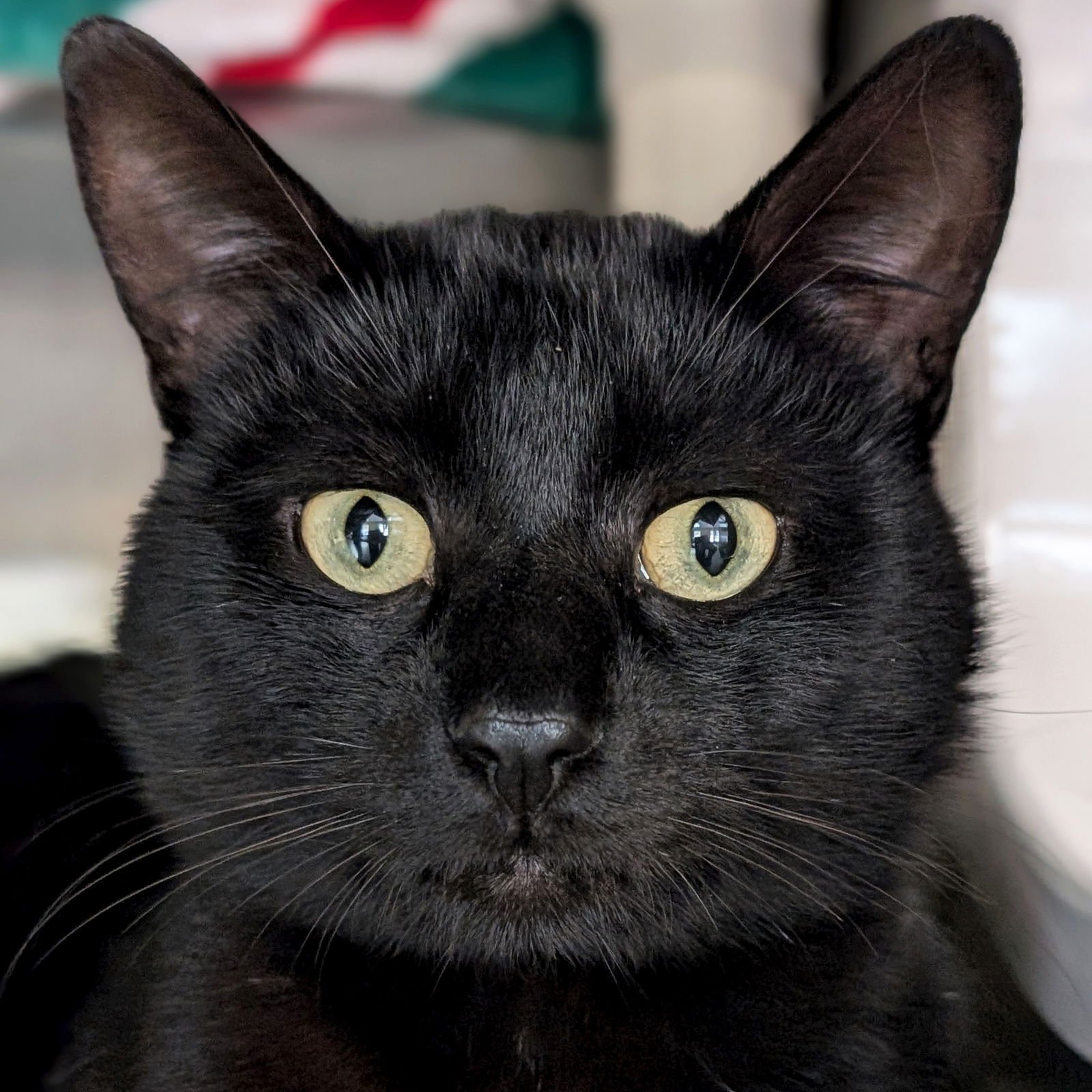 SALEM SABERHAGEN - Domestic Short Hair available for adoption