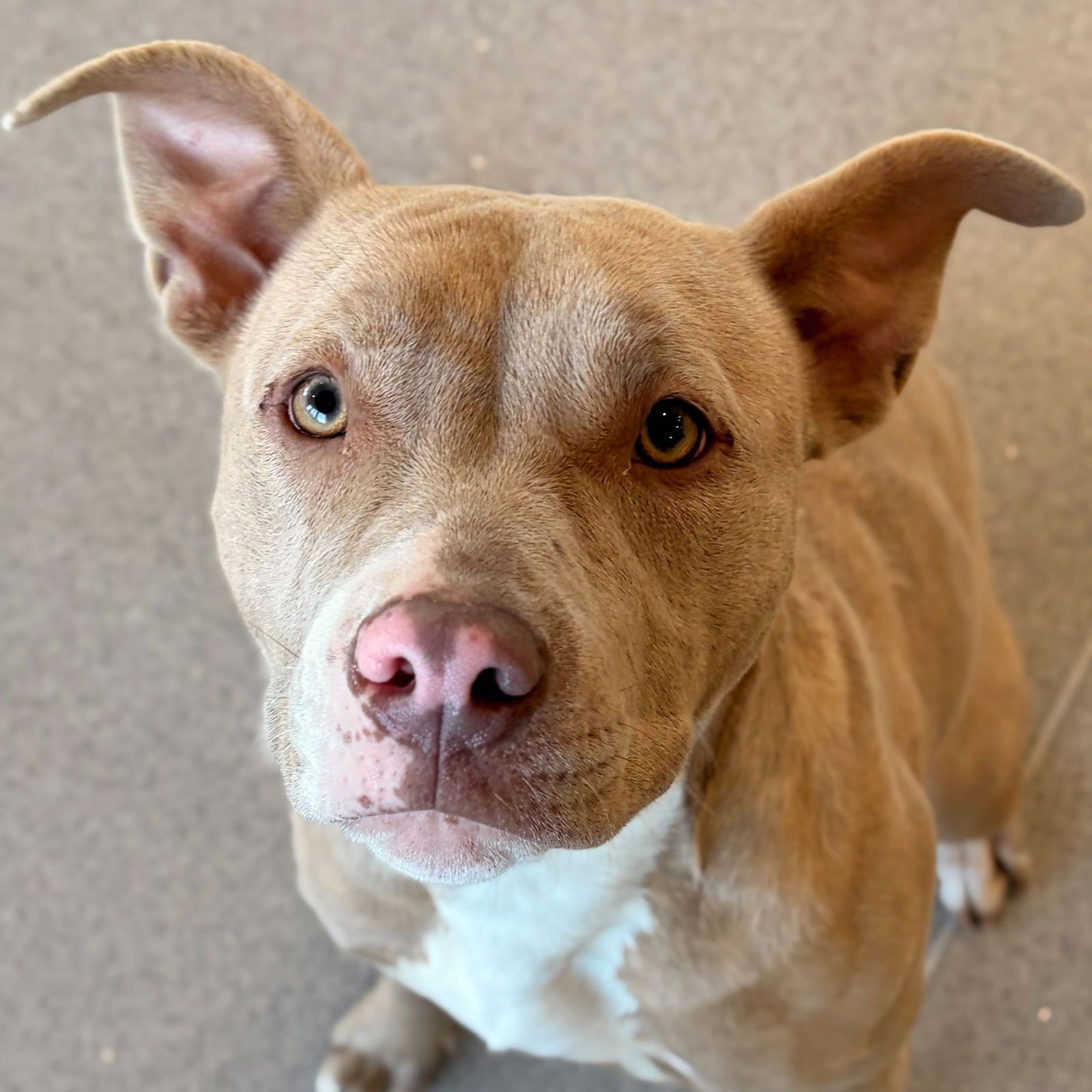 XENA - Terrier available for adoption