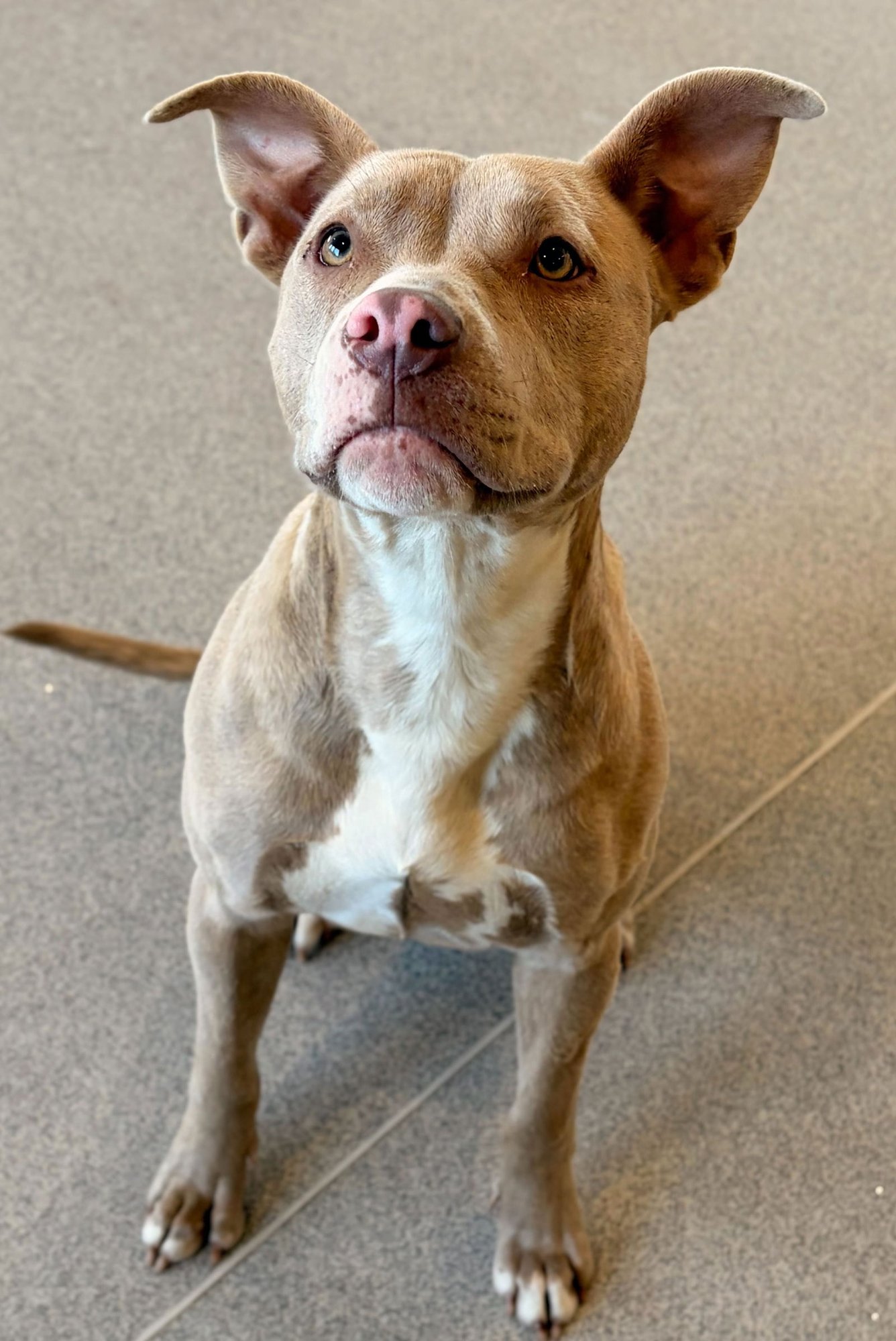 XENA - Terrier available for adoption