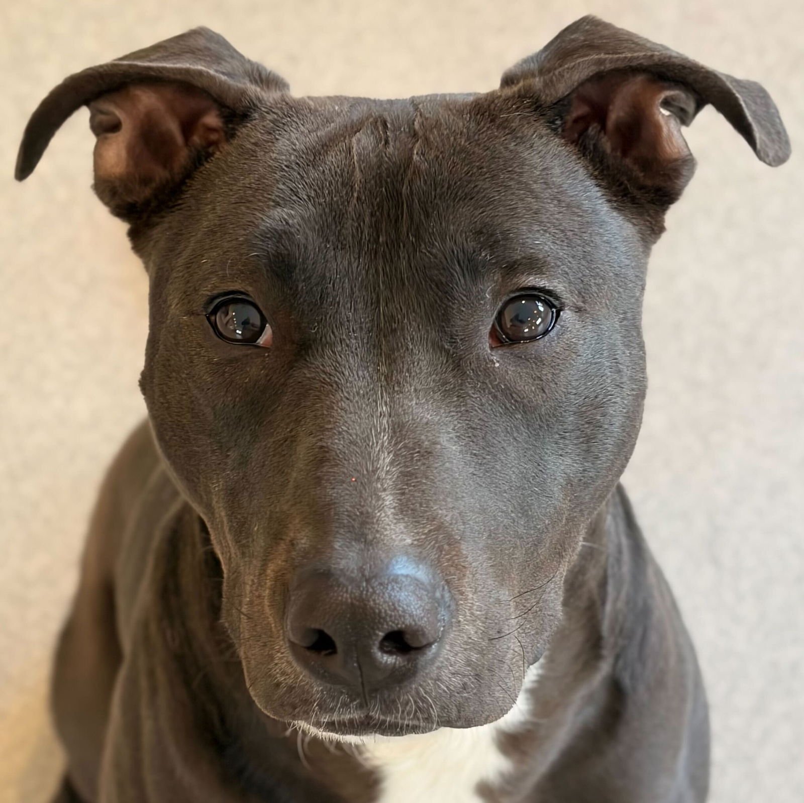 MAVERICK - Pit Bull Terrier available for adoption