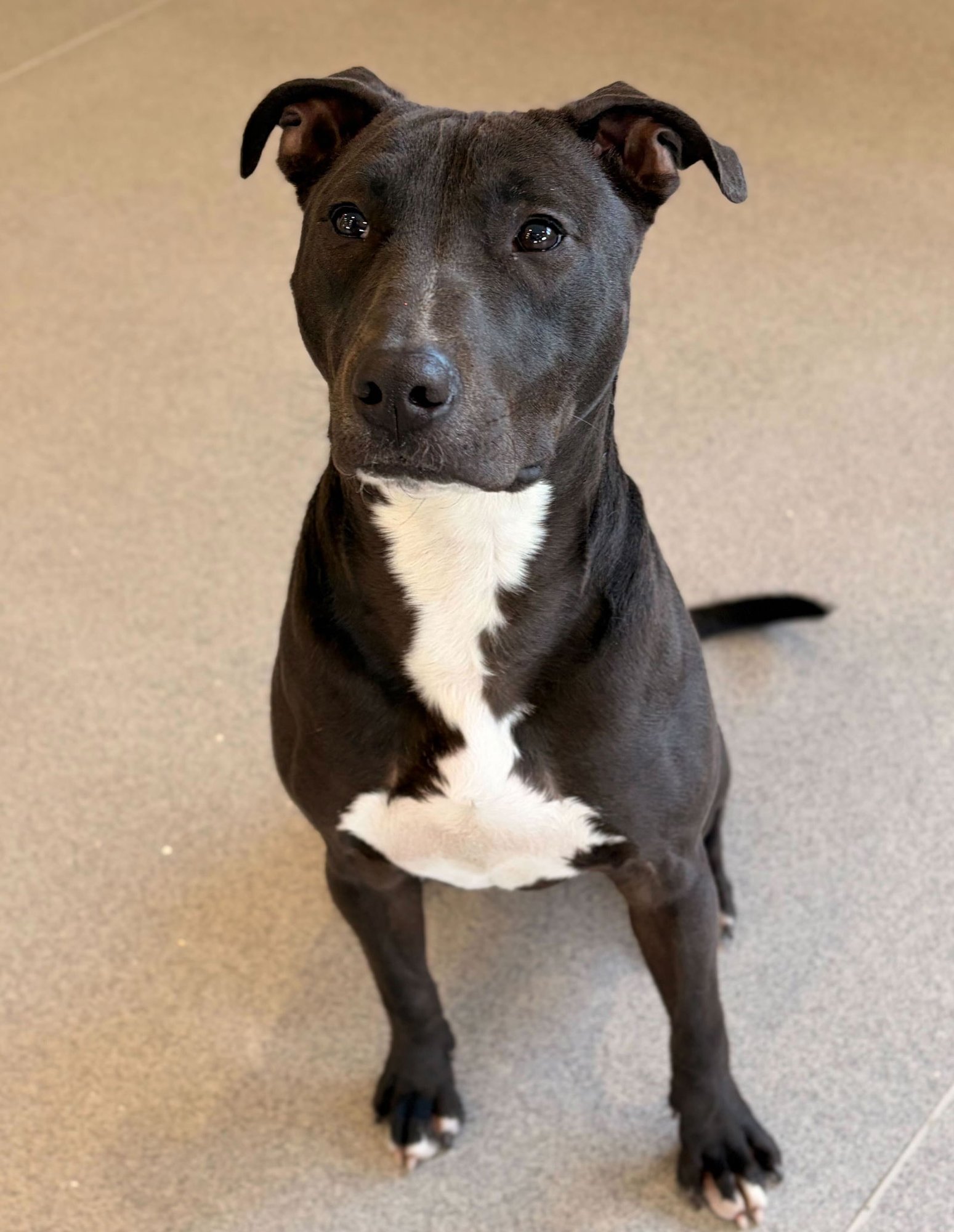 MAVERICK - Pit Bull Terrier available for adoption