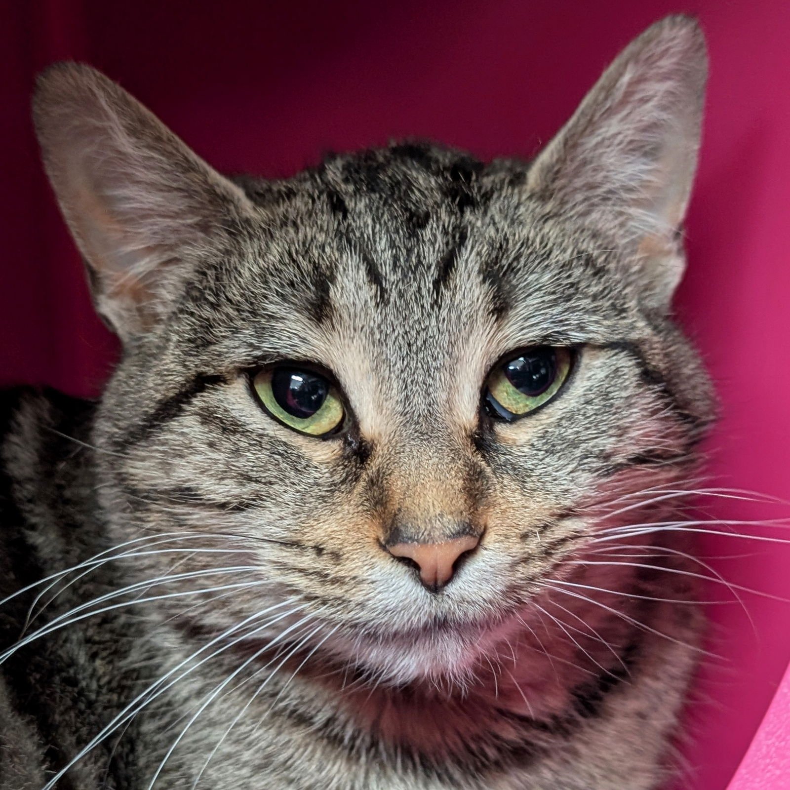 APPLE BLOSSOM - Domestic Short Hair available for adoption