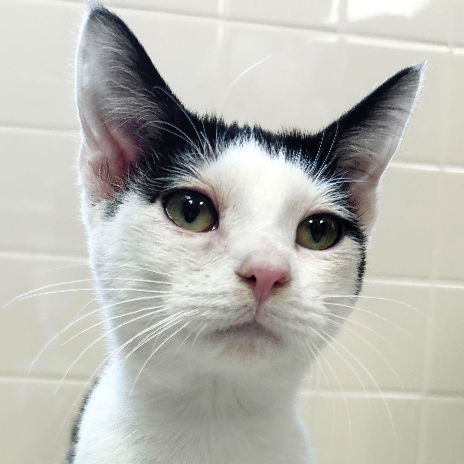 HAYDEN - Domestic Short Hair available for adoption