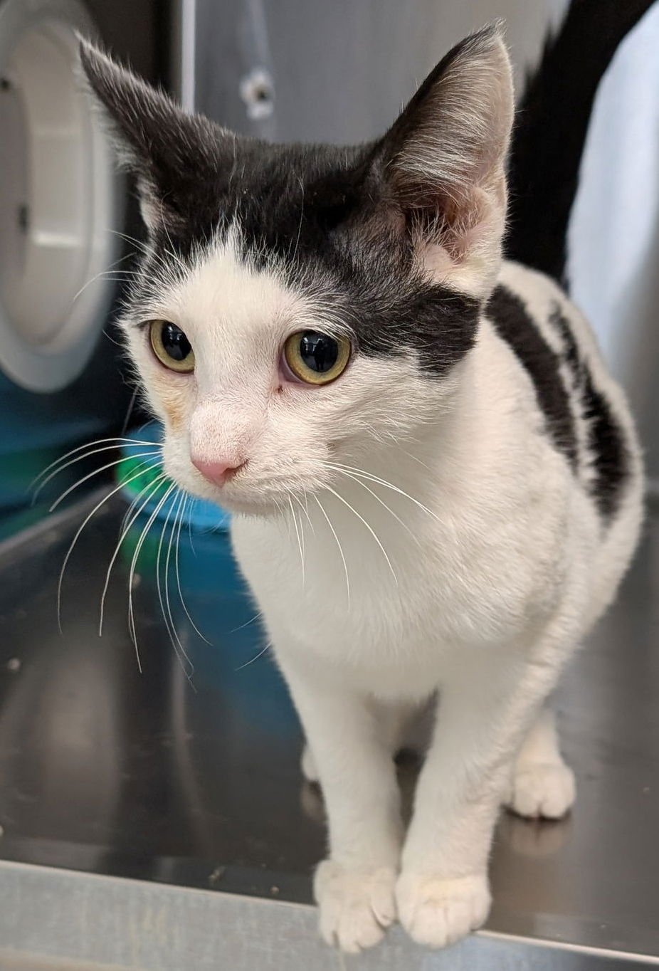 HAYDEN - Domestic Short Hair available for adoption