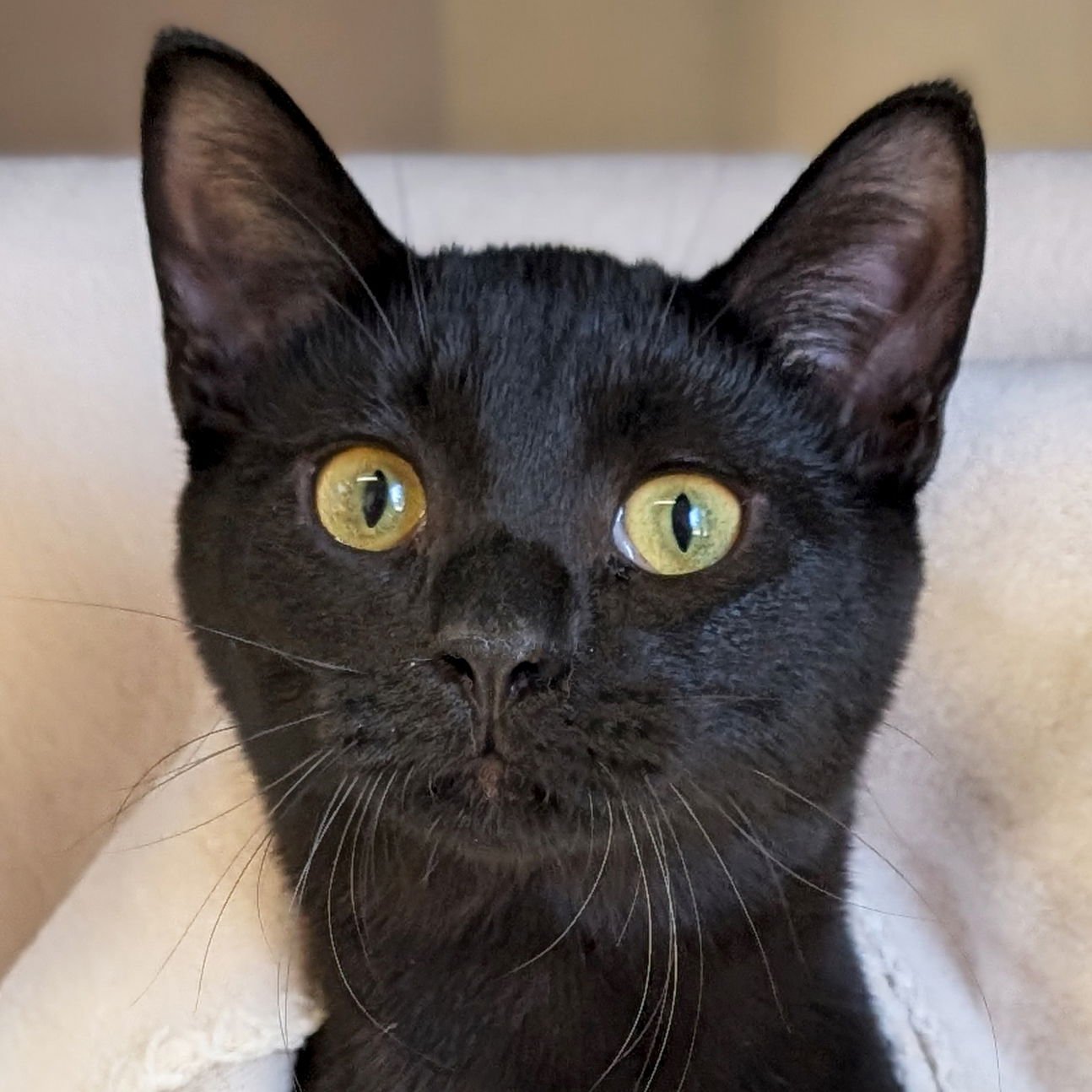 OLYMPIC - Domestic Short Hair available for adoption