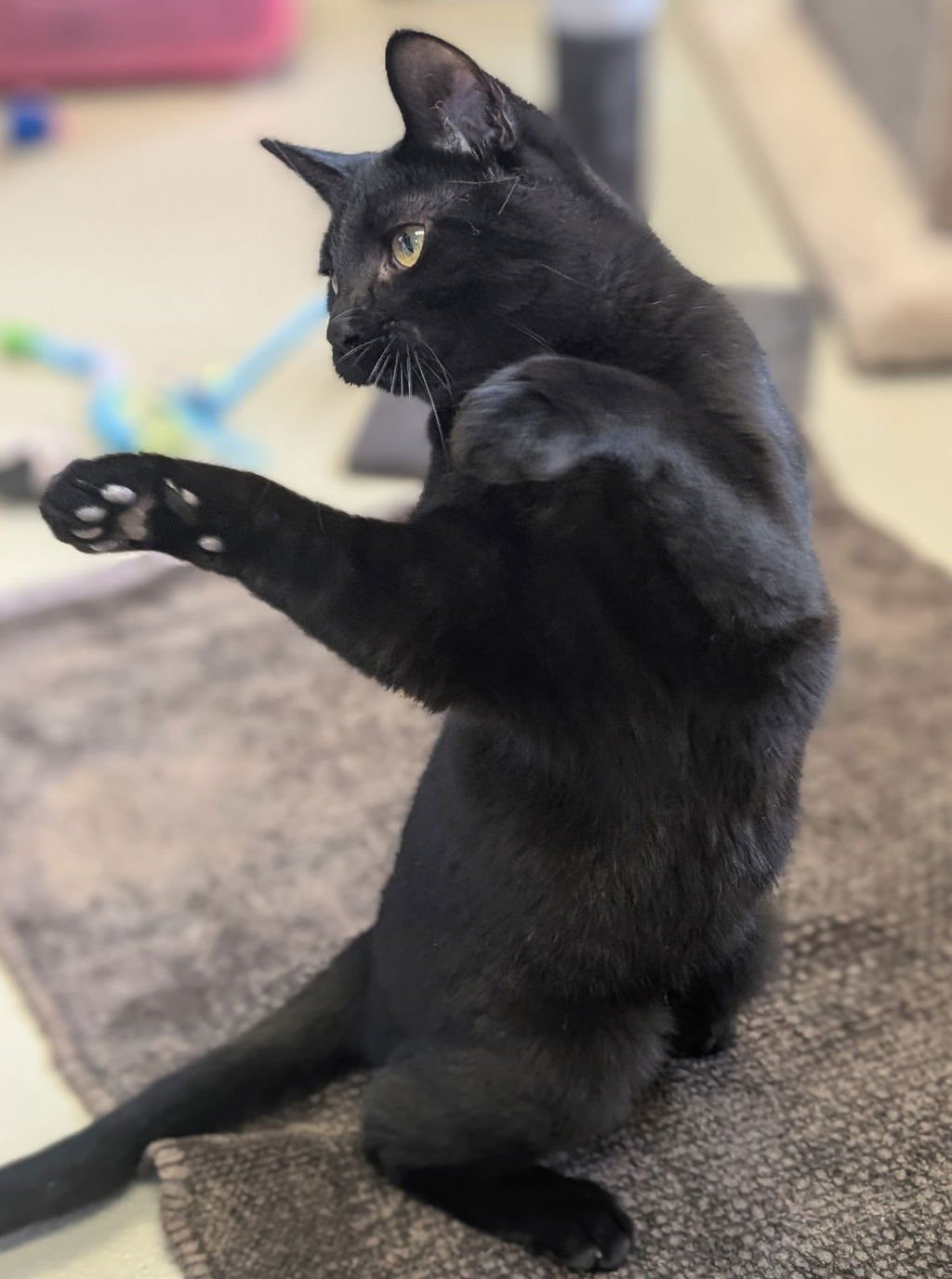 OLYMPIC - Domestic Short Hair available for adoption