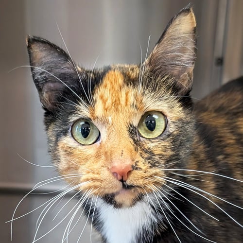 TALLULAH - Domestic Short Hair available for adoption