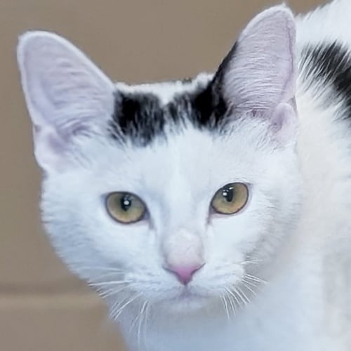 LACE - Domestic Short Hair available for adoption