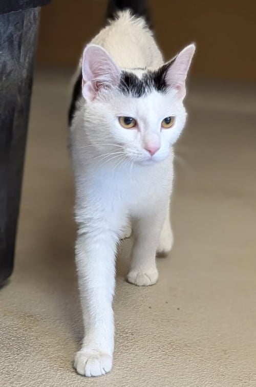 LACE - Domestic Short Hair available for adoption