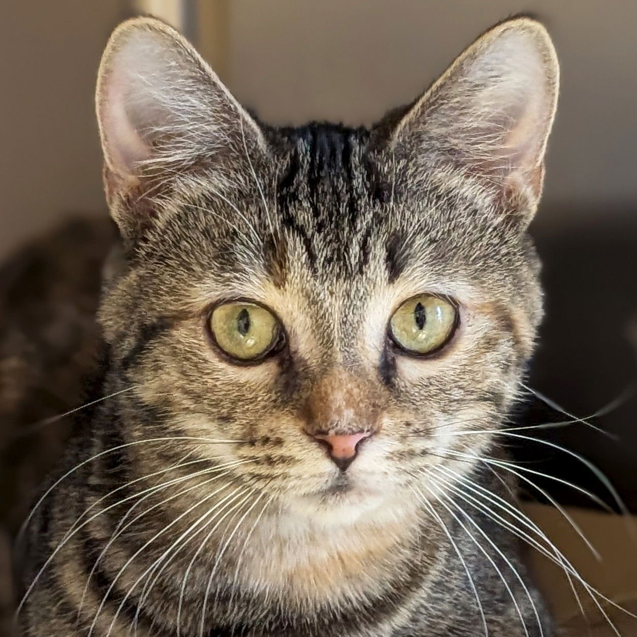 CHERLENE - Domestic Short Hair available for adoption