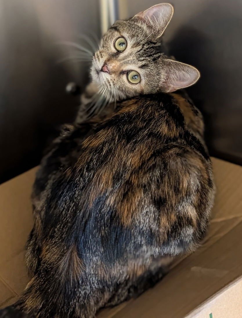 CHERLENE - Domestic Short Hair available for adoption