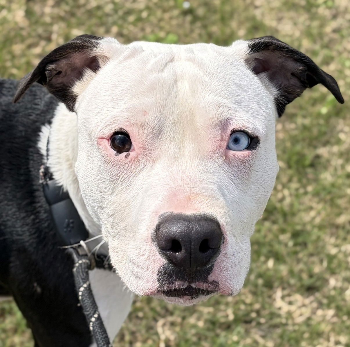 BUGGY - NAME YOUR OWN ADOPTION FEE! - Pit Bull Terrier available for adoption