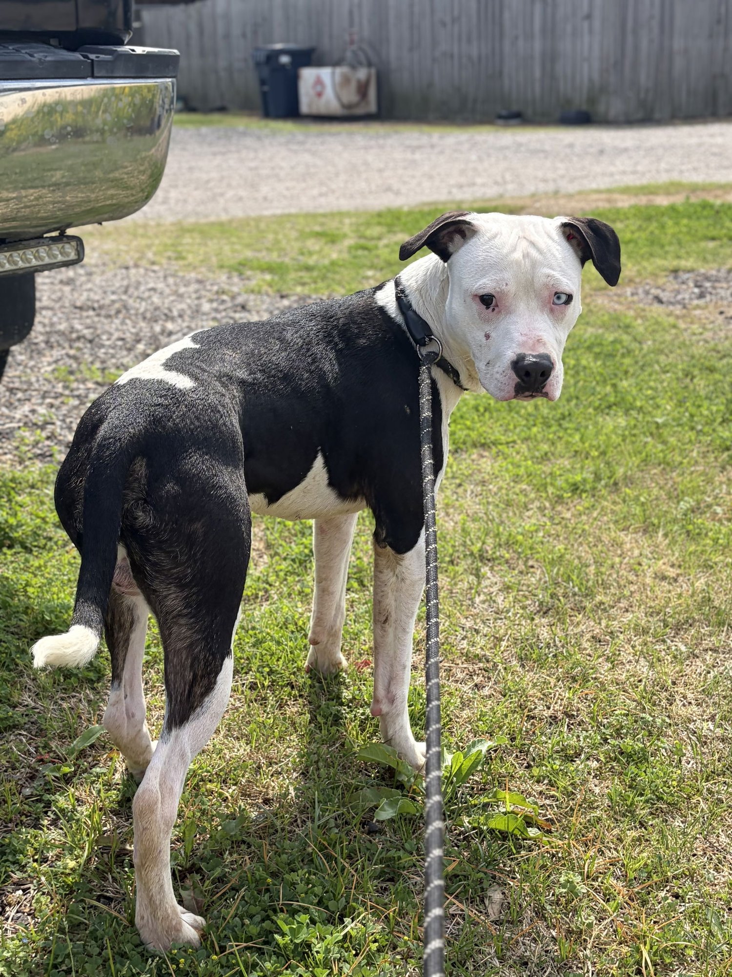 BUGGY - NAME YOUR OWN ADOPTION FEE! - Pit Bull Terrier available for adoption