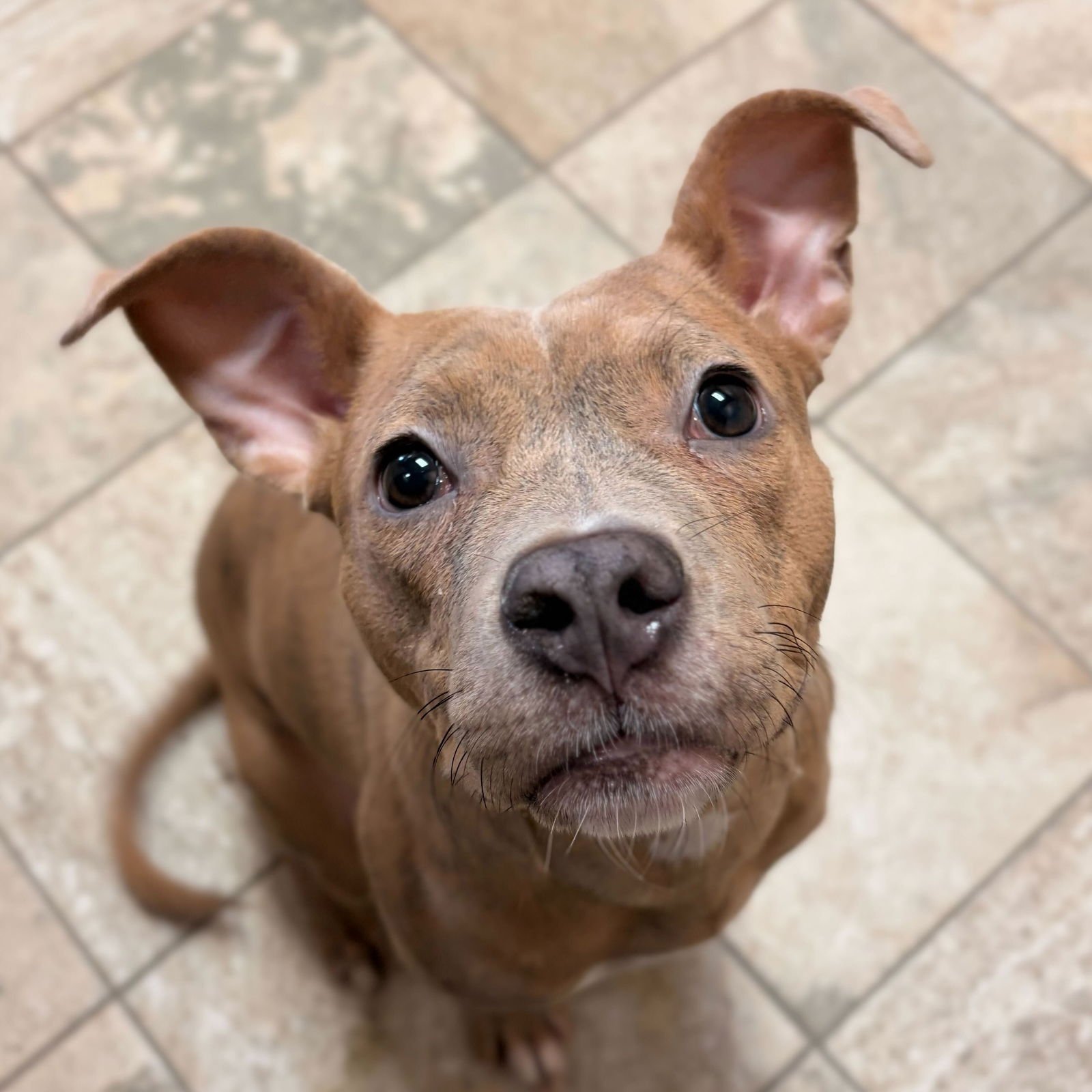 BRIDGET - ADOPTION FEE PAID! - Terrier available for adoption