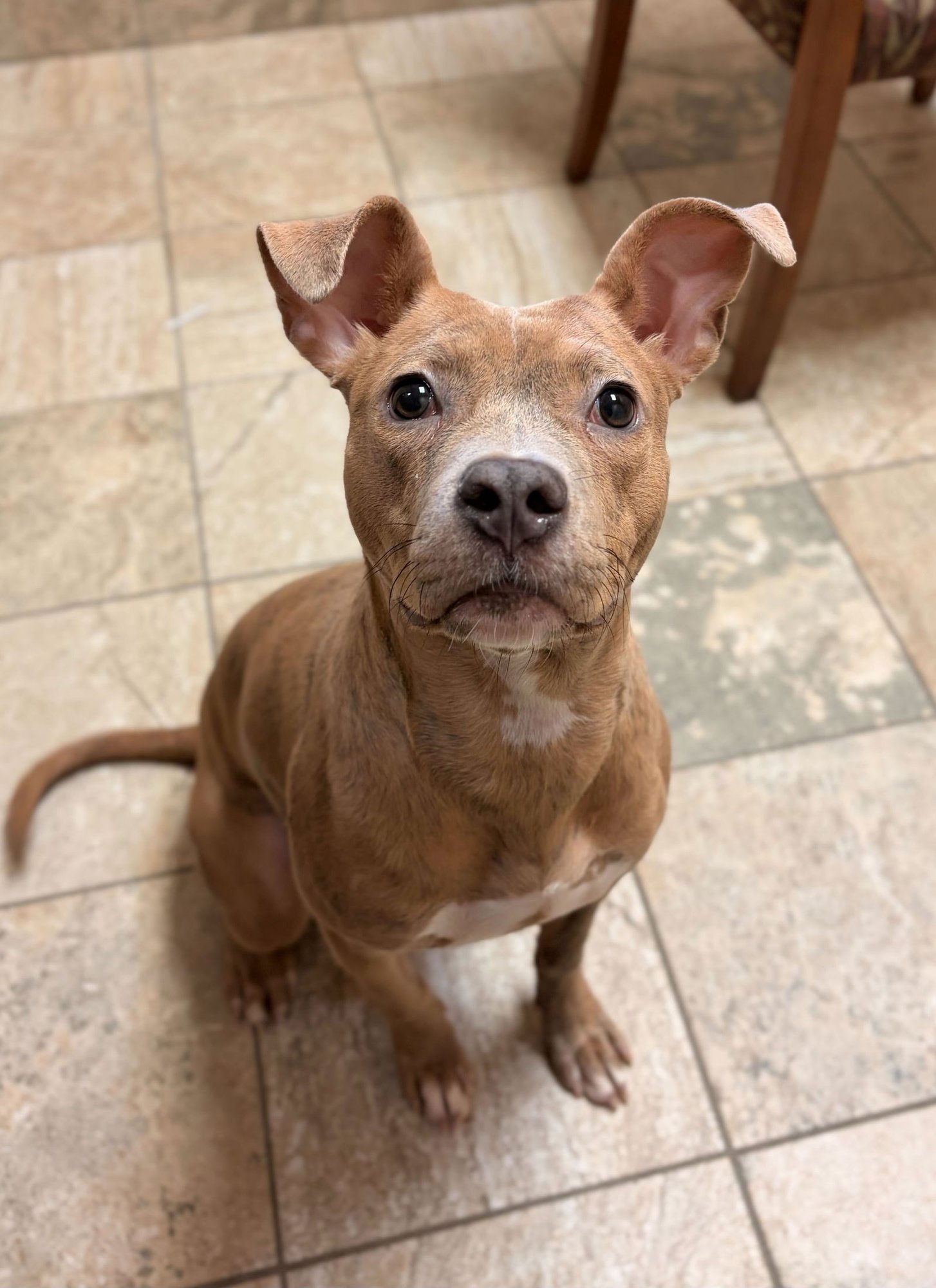 BRIDGET - ADOPTION FEE PAID! - Terrier available for adoption