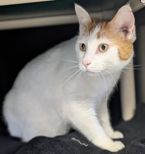 GEPPETTO - Domestic Short Hair available for adoption