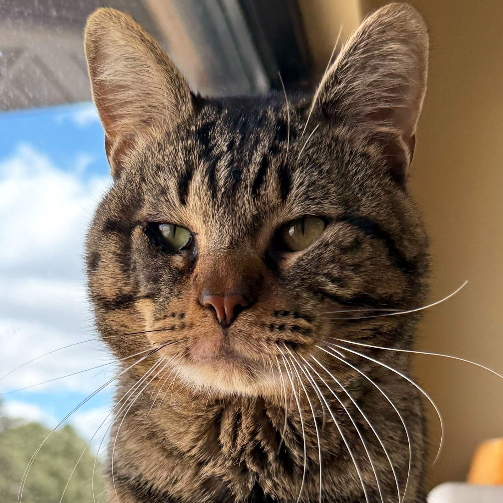 PUNXSUTAWNEY PHIL - Domestic Short Hair available for adoption