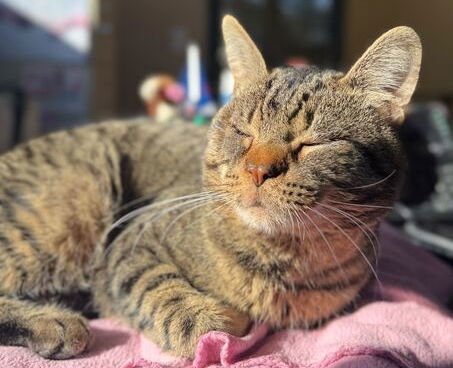 PUNXSUTAWNEY PHIL - Domestic Short Hair available for adoption