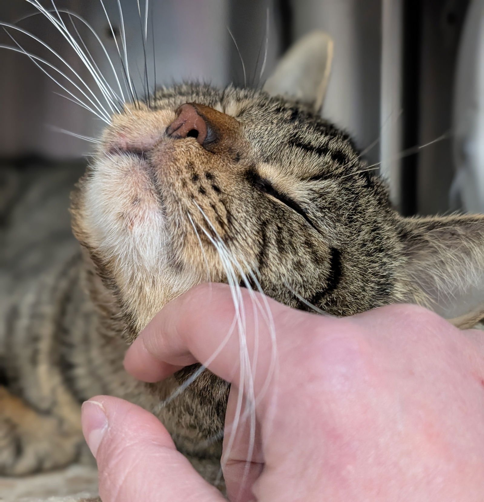 Punxsutawney Phil - Photo 3